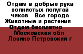 Отдам в добрые руки волнистых попугай.чиков - Все города Животные и растения » Отдам бесплатно   . Московская обл.,Лосино-Петровский г.